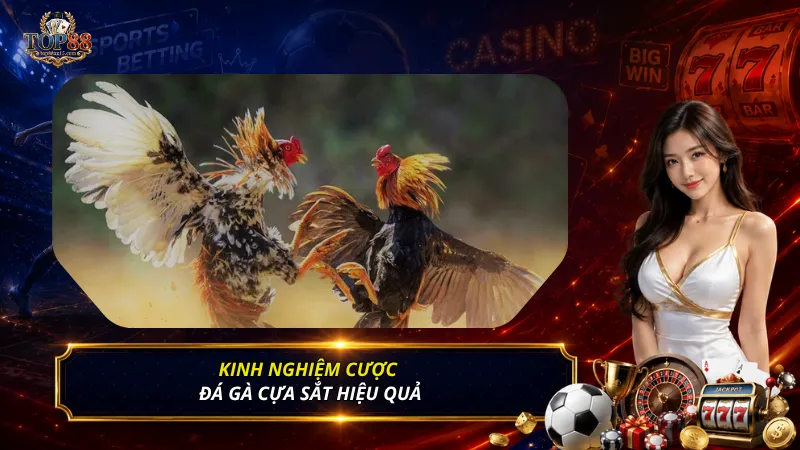 Kinh nghiệm cược đá gà cựa sắt hiệu quả