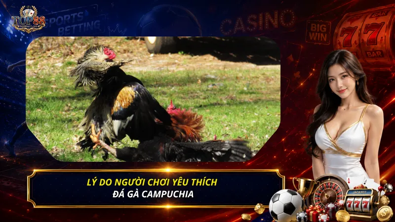 Lý do người chơi yêu thích đá gà Campuchia