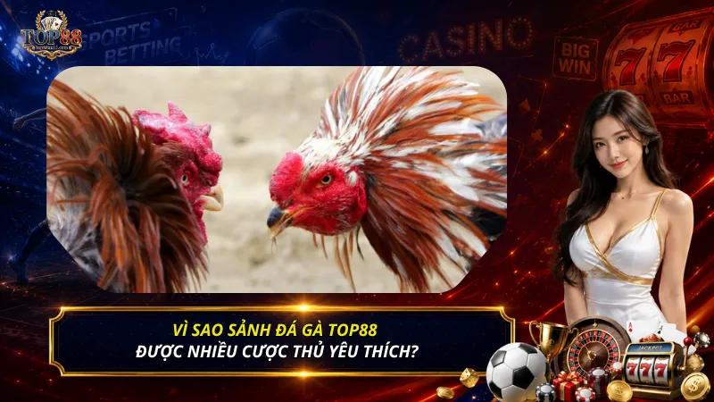 Vì sao sảnh đá gà Top88 được nhiều cược thủ yêu thích?