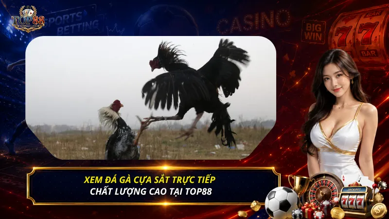 Xem đá gà cựa sắt trực tiếp chất lượng cao tại Top88